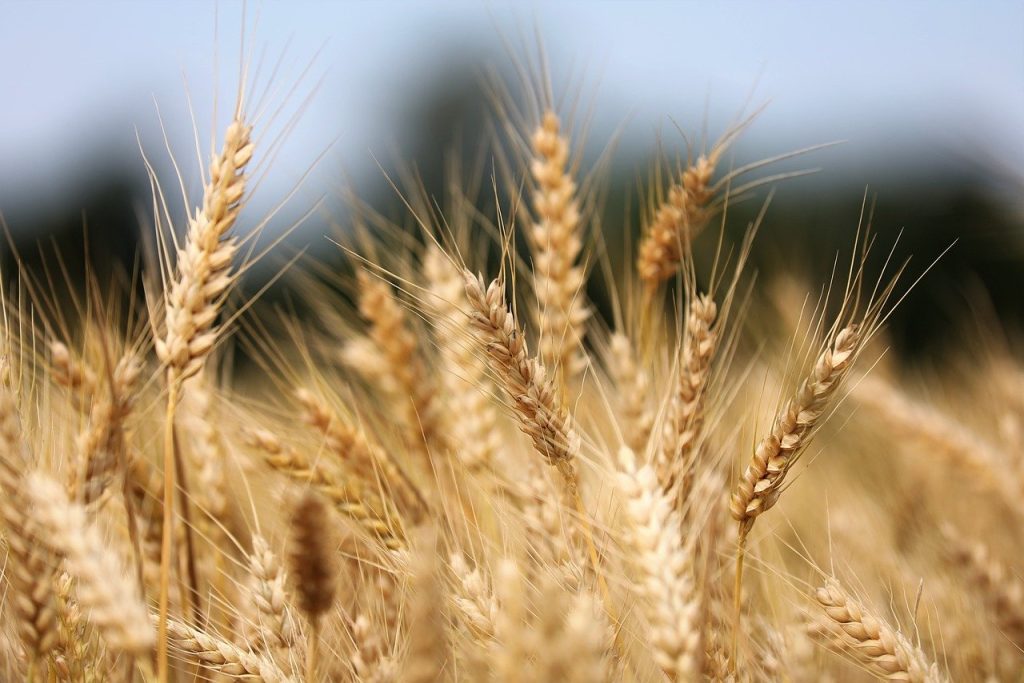 wheat, agriculture, crops-8087042.jpg